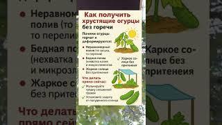  КАК ВЫРАСТИТЬ ХРУСТЯЩИЕ ОГУРЦЫ БЕЗ ГОРЕЧИ — ЛУЧШИЕ СОВЕТЫ ДЛЯ УРОЖАЯ!