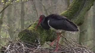 Sielmanns heimische Tiere - Der Schwarzstorch