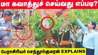 Best way to prune a mango tree | மா கவாத்தில் செய்யக் கூடாத தவறுகள் | Senthurkumaran Explains