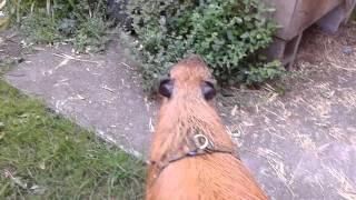 Capybara Training: Herding Cats