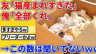 【2ch動物スレ】友達「猫余ったからいる？」→全部もらった結果ｗｗｗｗｗ