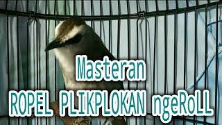 Masteran ROPEL PLIKPLOKAN ngeRoLL  Sebagai Masteran MANUK TERAS ...