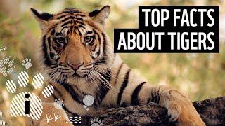 Top 7 Facts About Tigers | Animal Fun Facts | WWF