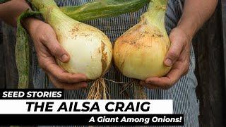 SEED STORIES | The Ailsa Craig: A Giant Among Onions!