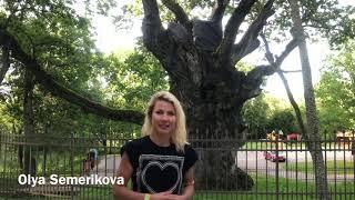 Самый большой дуб в Европе! largest oak! Литва 2018! Стелмужский дуб! Рекорд! Lithuania! Stelmuze