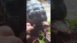 baby tortaly pet time   lake worth fl redfoot tortoise aug 2024