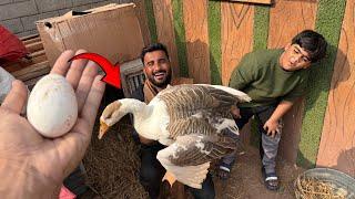 Life Main First Time in Ducks Ka Anda DekhaMubarak Ho