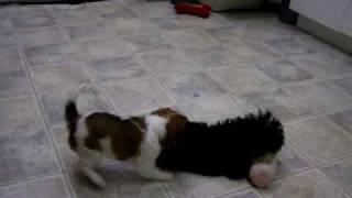 papalier and morkie 005.MOV