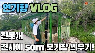 [연기향 VLOG] 진돗개 견사에, 50m 모기장 씌우기 - 여름대비