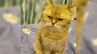 猫：人类真是阴险！#猫狗日记 #铲屎官的乐趣