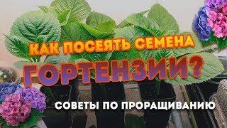 Как посеять семена Гортензии? Особенности выращивания!