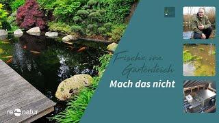 Mach das nicht: Fische im Gartenteich