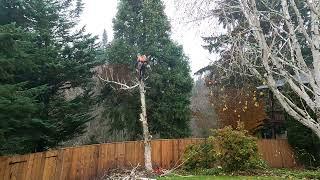 Son of a Birch (Solo Birch Tree Removal)