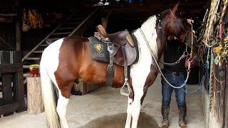 Cavalos da raça mangalarga marchador 