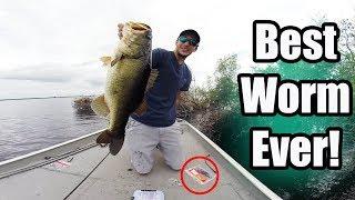 Big Lake Kissimmee Bass On A Zoom Speed Worm!