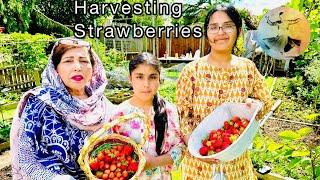 Harvesting Strawberries In Our Kitchen Garden | Malang Log Official