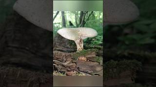 Шпальный гриб он же пилолистник чешуйчатый #Neolentínuslepídeus #Neolentinus #Gloeophyllaceae #шортс