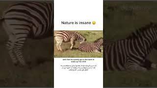 ZEBRA REVIVES WIFE AND SON AFTER INTENSE BIRTHDAY natgeo wildlife