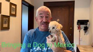 How to Bring your Dog to Mexico - What you MUST know!