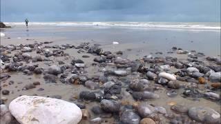 Das Meer, der Strand, Muscheln Sainte Marguerite sur mer Cote Albatre Normandie France