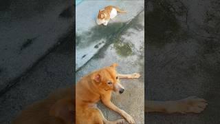 dog and cat are not in the mood  #pets #cute #shorts