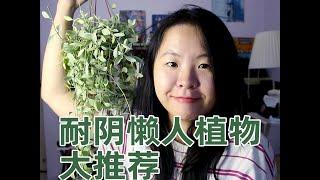 耐阴植物推荐 | 不用浇水 | 懒人花友必入 | 白金葛 | 白玉虎皮兰 | 金边翡翠吊兰 | 空气凤梨爱情结