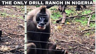 THE CALABAR DRILL RANCH | THE ONLY DRILL RANCH IN NIGERIA