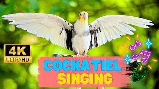 Teach your cockatiel to sing and make your parrot happy | #cockatiel  #parrot  