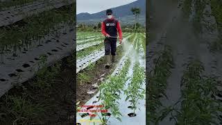 Penyemprotan ke 1 Cabe Pintar