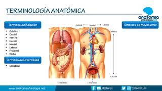 TERMINOLOGÍA ANATÓMICA || Resúmenes de Anatomía y Fisiología