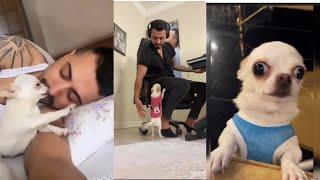 Latest Murat noyan best compilation/Murat noyan dog /Murat noyan dog/Murat noyan puppy