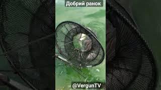 Добрий ранок з Дніпра #рыбалка #verguntv #весенний_клев #fishing #река_днепр #карась