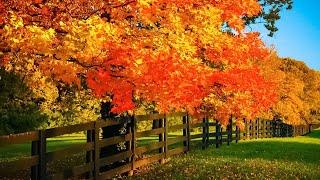 Beautiful Relaxing Music - Soothing Autumn Melodies, Mindful and Peaceful Piano Instrumental Music