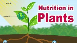 Nutrition in plants | Autotrophic Nutrition | Photosynthesis | Home Revise