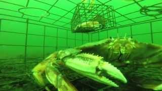 Never before seen underwater  footage of a Crab Trap at 80ft with a GoPro