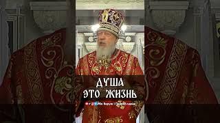 Душа – это жизнь | еп. Августин (Анисимов)