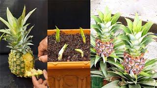 How to Grow a Pineapple Plant from Seeds - Growing Pineapples Fruit Trees