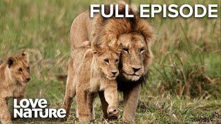 The First Five Years | Lion Brothers: Cubs to Kings