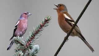 Chant de pinson des arbres - تغريد الحسون الضالم (البانسون)