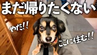 愛犬のために別荘を手に入れました