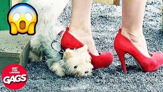 Hot Girl Steps On His Dog | Just For Laughs Gags