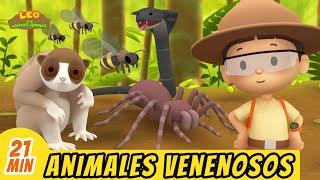 Animales Venenosos Episodio Compilación (Español) - Leo, El Explorador | Animación - Familia - Niños