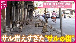 【タイ】サル増えすぎた“サルの街”…迷惑だけど大事なワケとは