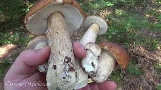 Грибы Боровики, Белые, Опята. Сентябрь 2018. Беларусь. Mushrooms. Boletus. Однажды в Грибах 8.