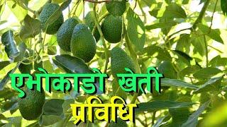 एभोकाडो खेती सम्बन्धी जानकारी || Avocado Kheti in Nepal ||