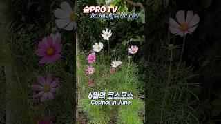 6월의 코스모스 #코스모스 #iphone14