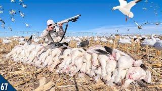 Decoying HUGE Flocks of SNOW GEESE! | Snow Goose Hunting 2024