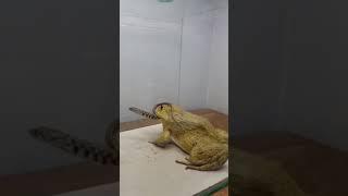 Frog  attack on snake |so dangerous |viral trading video |animal  lover@AaronsAnimals