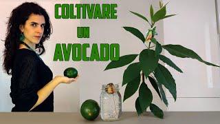  COLTIVARE L'AVOCADO (dal frutto alla pianta)