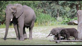 Yambo was excited to see his daughters again and kicked one of them